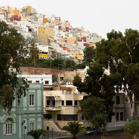 Eucalipto Las Palmas / Gran Canaria